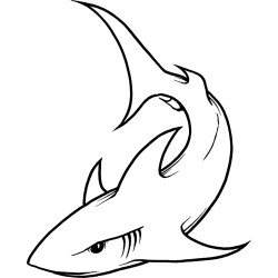 Shark