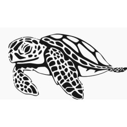 Turtle, Tortoise