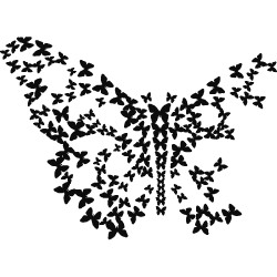 Butterfly from Butterflies